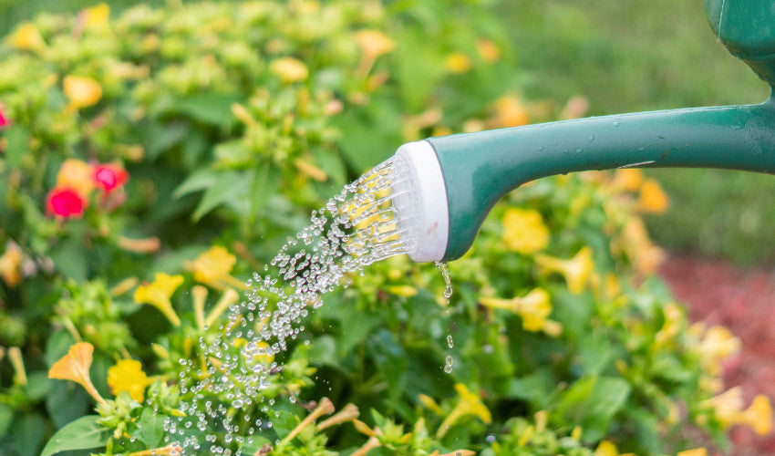 Watering New Plants: Why Rainfall Isn't Enough