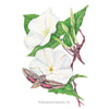 Botanical Interests Moonflower Heirloom Seeds