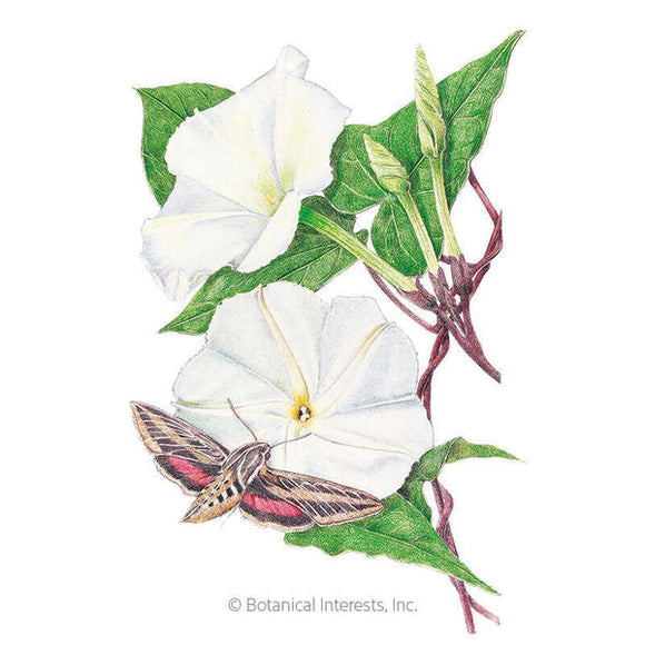 Botanical Interests Moonflower Heirloom Seeds