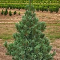 American Tree, Inc plants