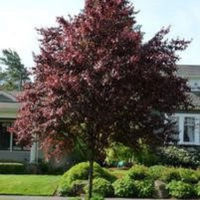 American Tree, Inc plants