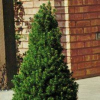 American Tree, Inc plants