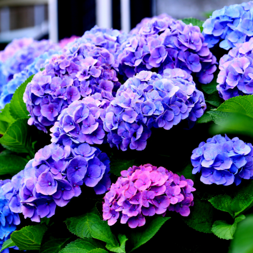 Hydrangea