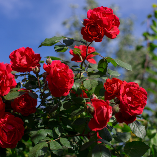 Rose bush