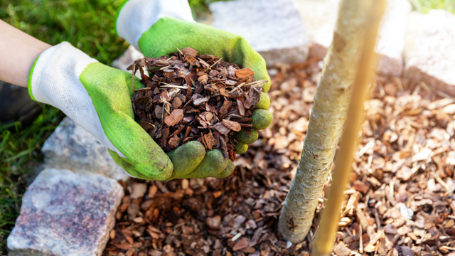 Person holding mulch
