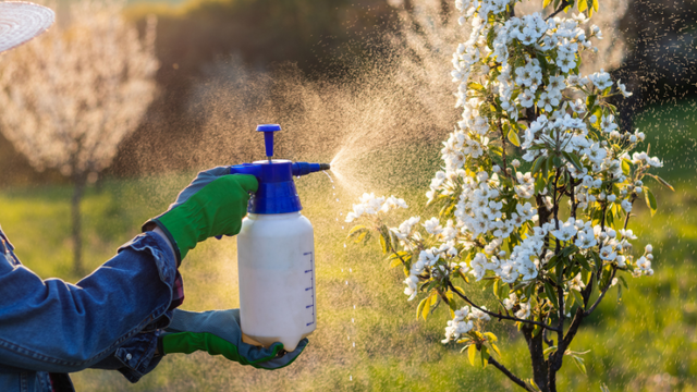 Spraying plants with pesticides