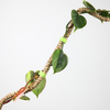 Mossify The Original Bendable Coir Pole™