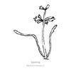 Botanical Interests Carnival Blend Carrot Seeds