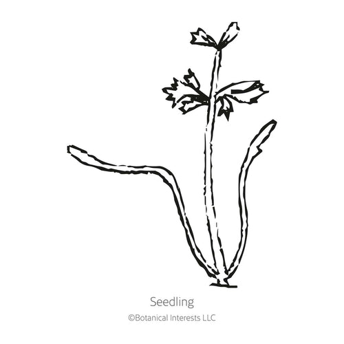 Botanical Interests Carnival Blend Carrot Seeds