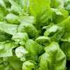 Botanical Interests Matador Spinach Seeds